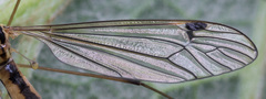 Nephrotoma dorsalis