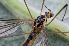 Nephrotoma dorsalis