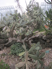 Opuntia spinulifera