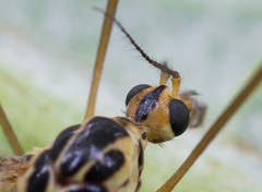 Nephrotoma dorsalis