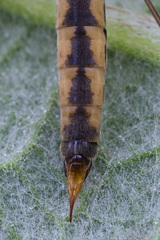 Nephrotoma dorsalis