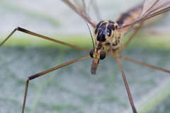 Nephrotoma dorsalis