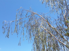 Eucalyptus sepulcralis