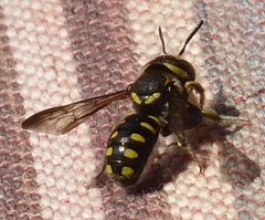 Pseudoanthidium orientale