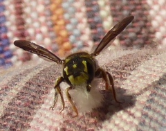 Pseudoanthidium orientale