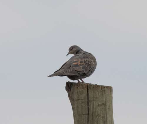 Dusky Turtle-Dove