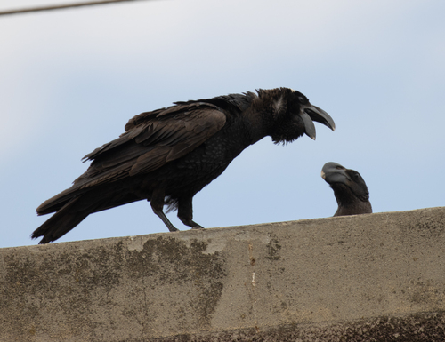 Thick-billed Raven
