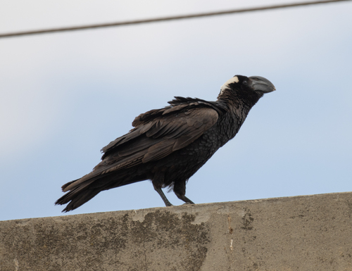 Thick-billed Raven (Corvus crassirostris), photo 4