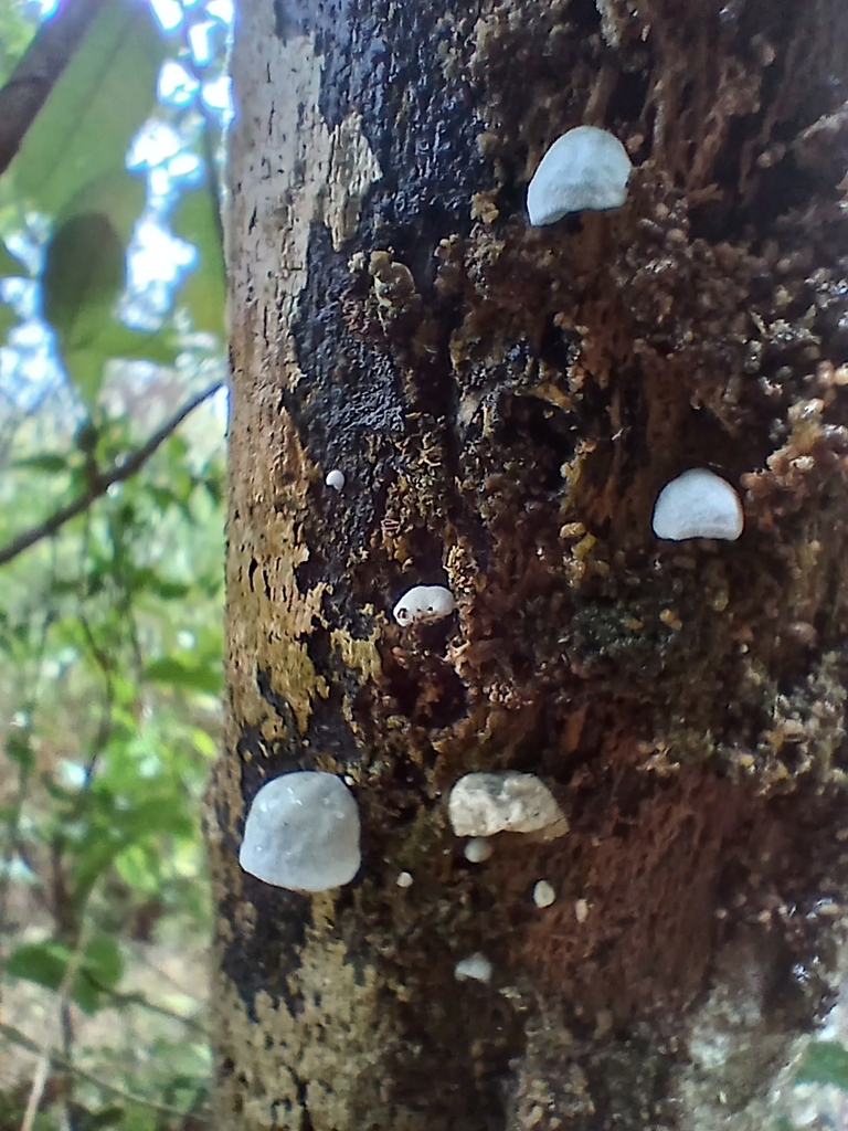 Campanella tristis · January 2026 · photo: © mphnz (iNaturalist, cc0)