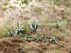 Agave maximiliana