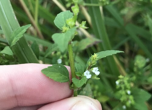 Mosla dianthera, photograph 6