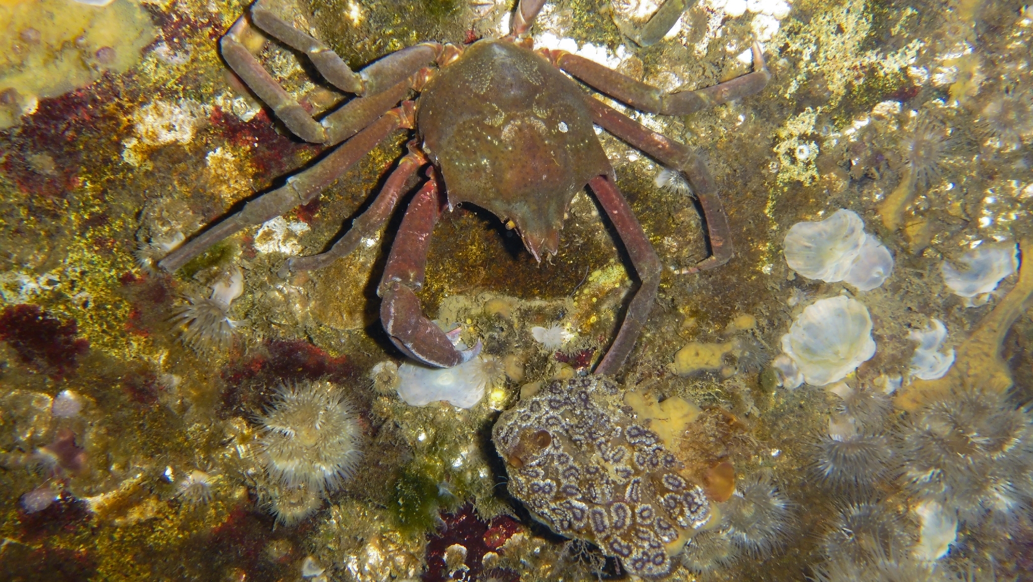 Botryllus schlosseri (Pallas, 1766)