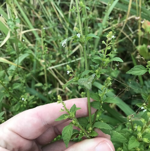 Mosla dianthera, photograph 5