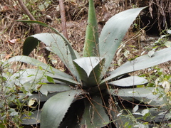 Agave maximiliana