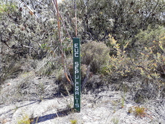 Eucalyptus sepulcralis