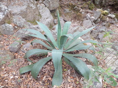 Agave maximiliana