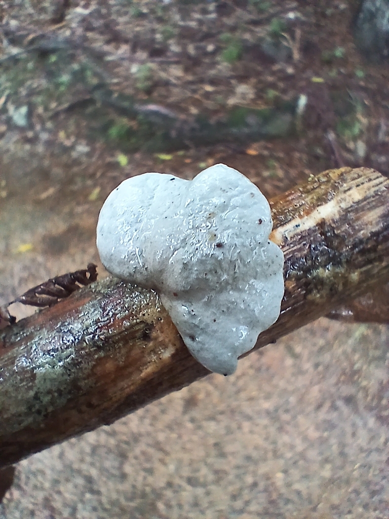 Campanella tristis · January 2026 · photo: © mphnz (iNaturalist, cc0)
