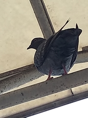 Columba livia