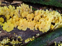 Cotylidia aurantiaca