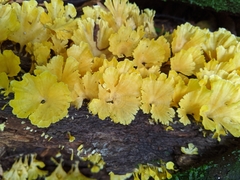 Cotylidia aurantiaca