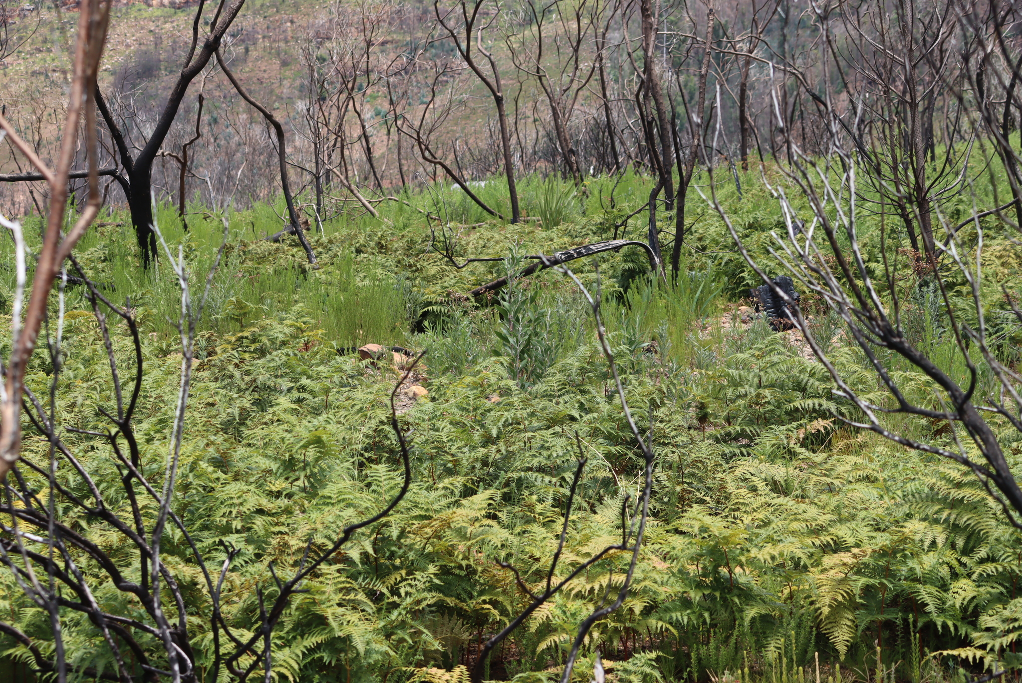 Blackwood (Acacia melanoxylon)