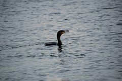 Phalacrocorax carbo