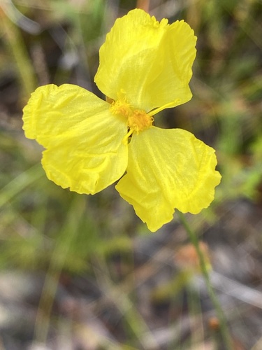 Xyris gracilis observed 2025-12-15