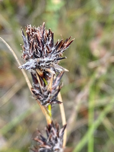 Schoenus villosus, 2025-12-15