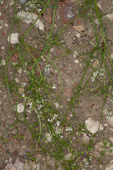 Bifora radians
