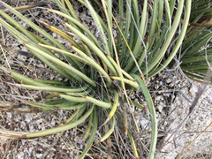 Agave schottii
