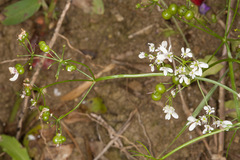 Bifora radians