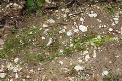 Bifora radians