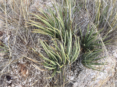 Agave schottii