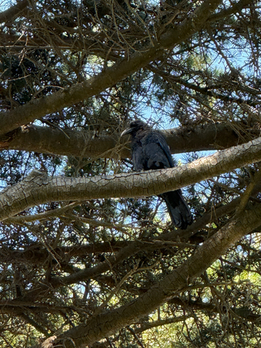 Little Raven (Corvus mellori), photo 5