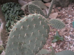 Opuntia spinulifera