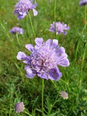 Scabiosa comosa