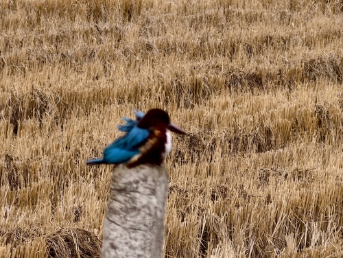 White-throated Kingfisher