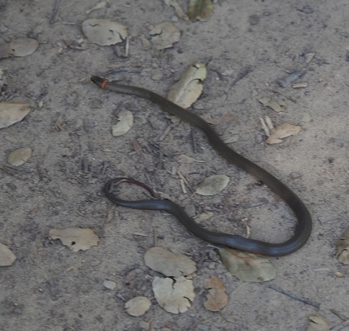 Ring-necked Snake