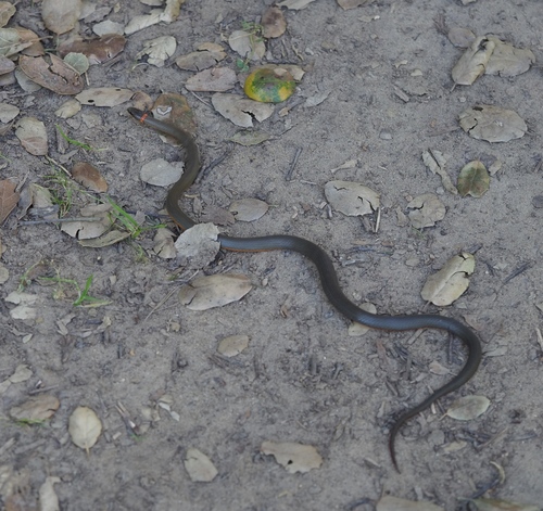 Ring-necked Snake