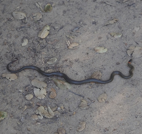 Ring-necked Snake