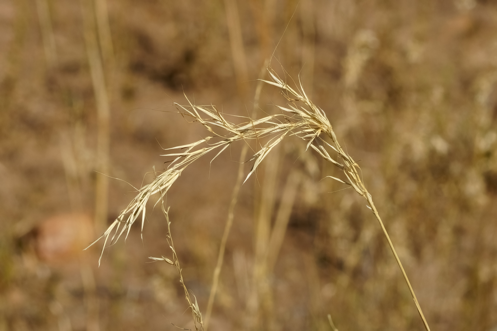Chrysopogon fallax