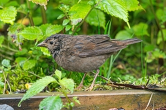 Blanford's Rosefinch photo 3