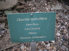 Opuntia spinulifera