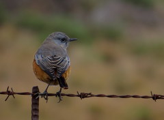 Sentinel Rock Thrush photo 4