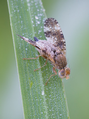 Oxyna parietina