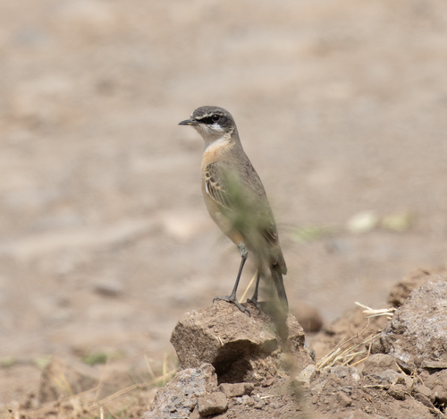 Rusty-breasted Wheatear