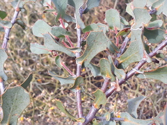 Hakea prostrata