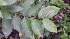 Diospyros japonica