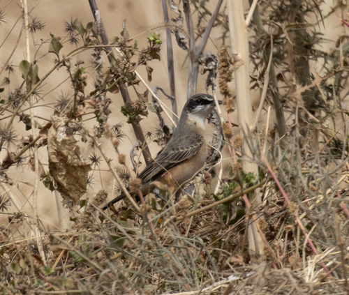Buff-breasted Wheatear (Oenanthe bottae), photo 5