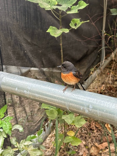 White-rumped Shama (Copsychus malabaricus)